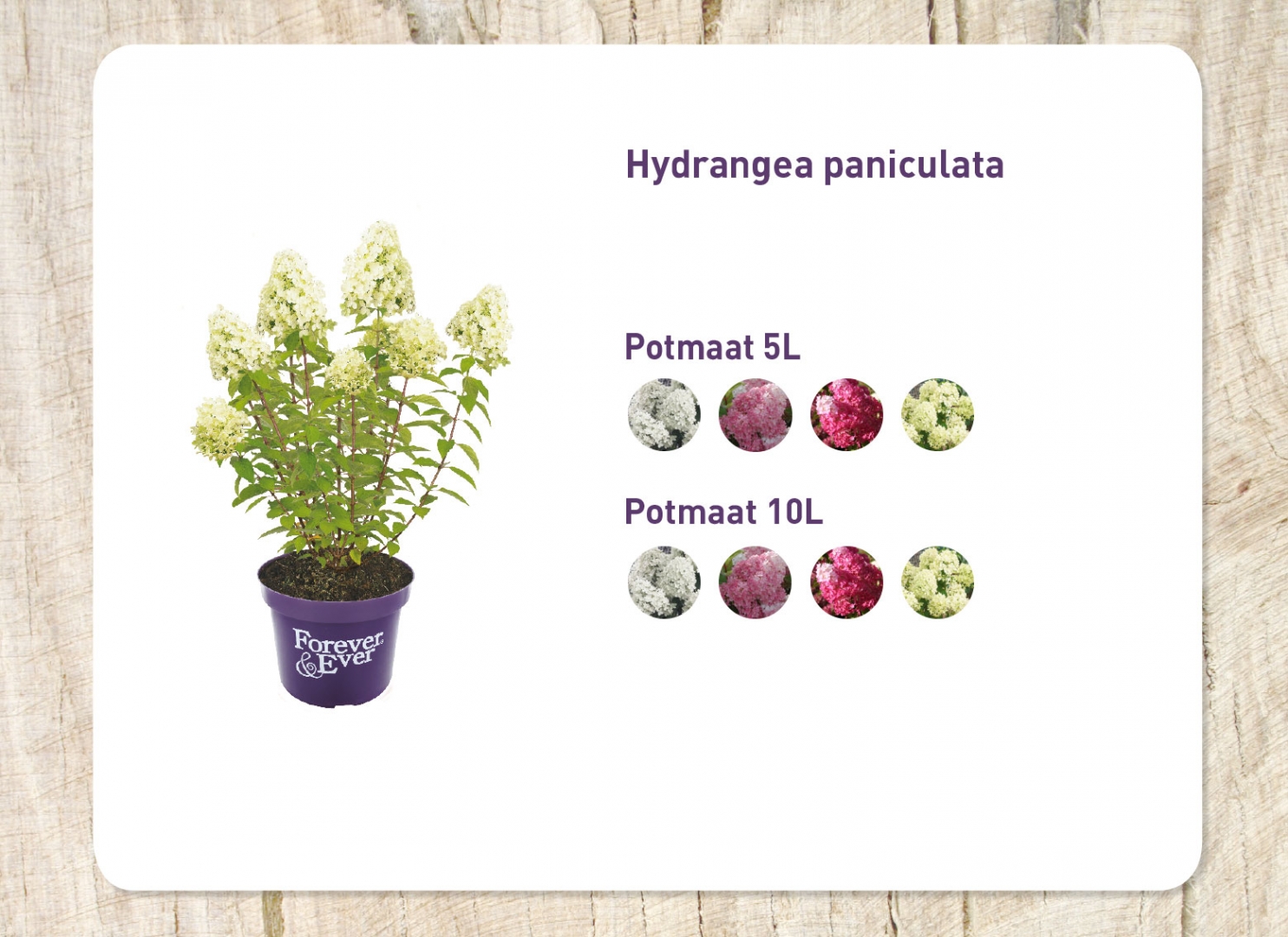 paniculata_20171020133247