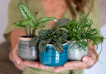 123 planten - 2_20241121154041947