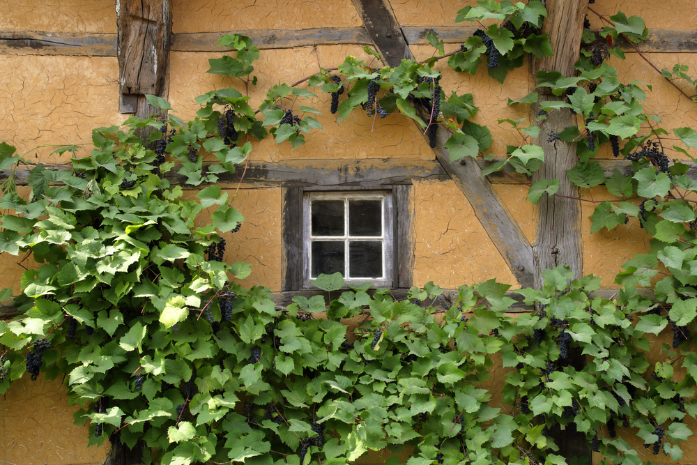 shutterstock_483611269_20181214091838