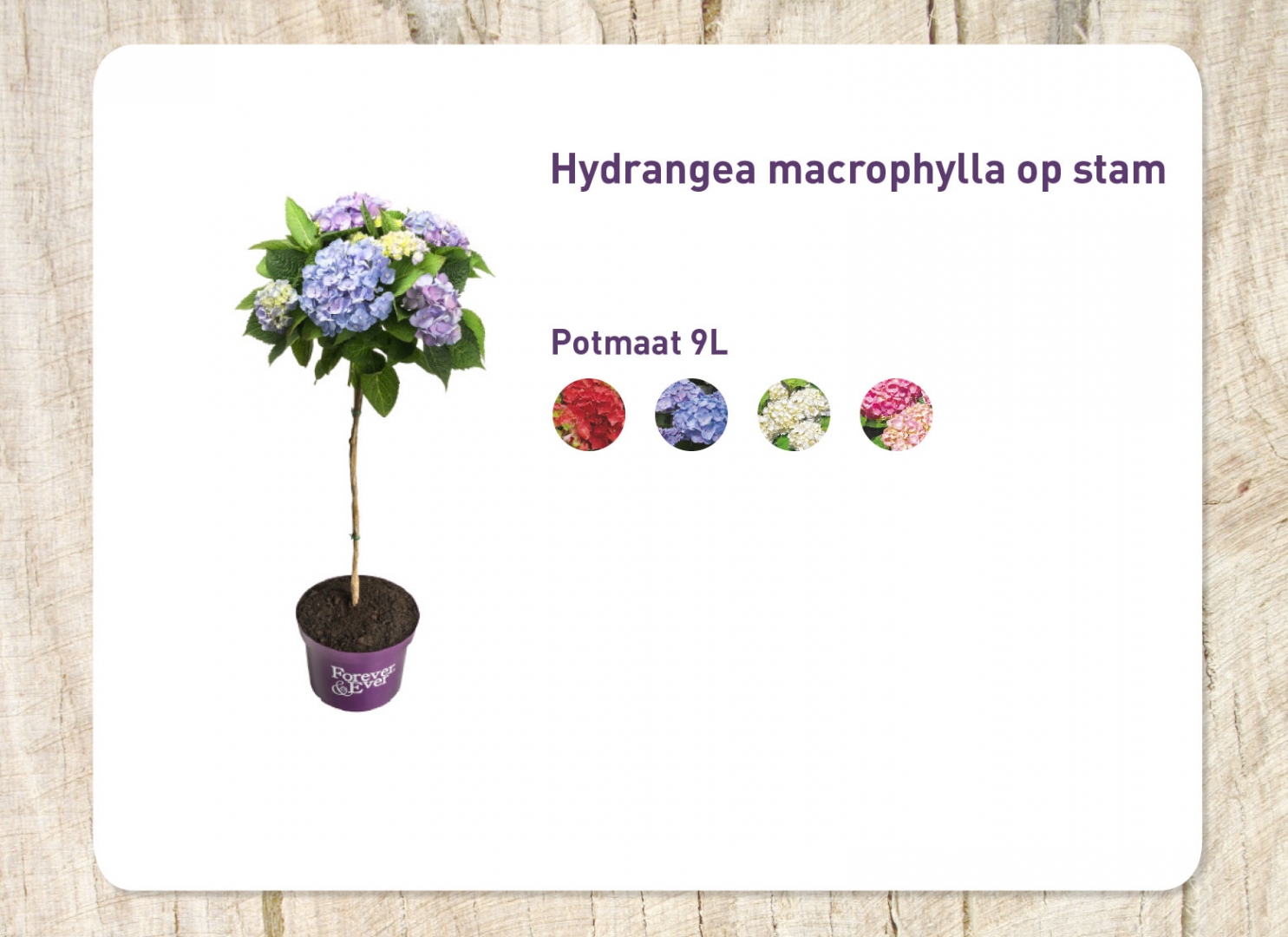 op-stam_20171020133239