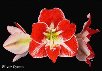 giftcard-360-250-4_20220712141605536