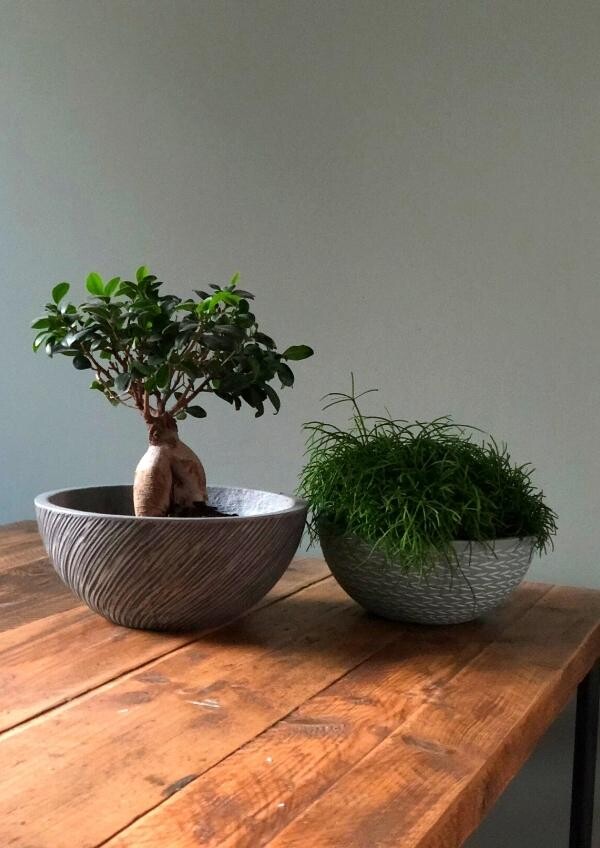 Plantenschaal (150 x 212 px) (600 x 848 px)_20220314095915163