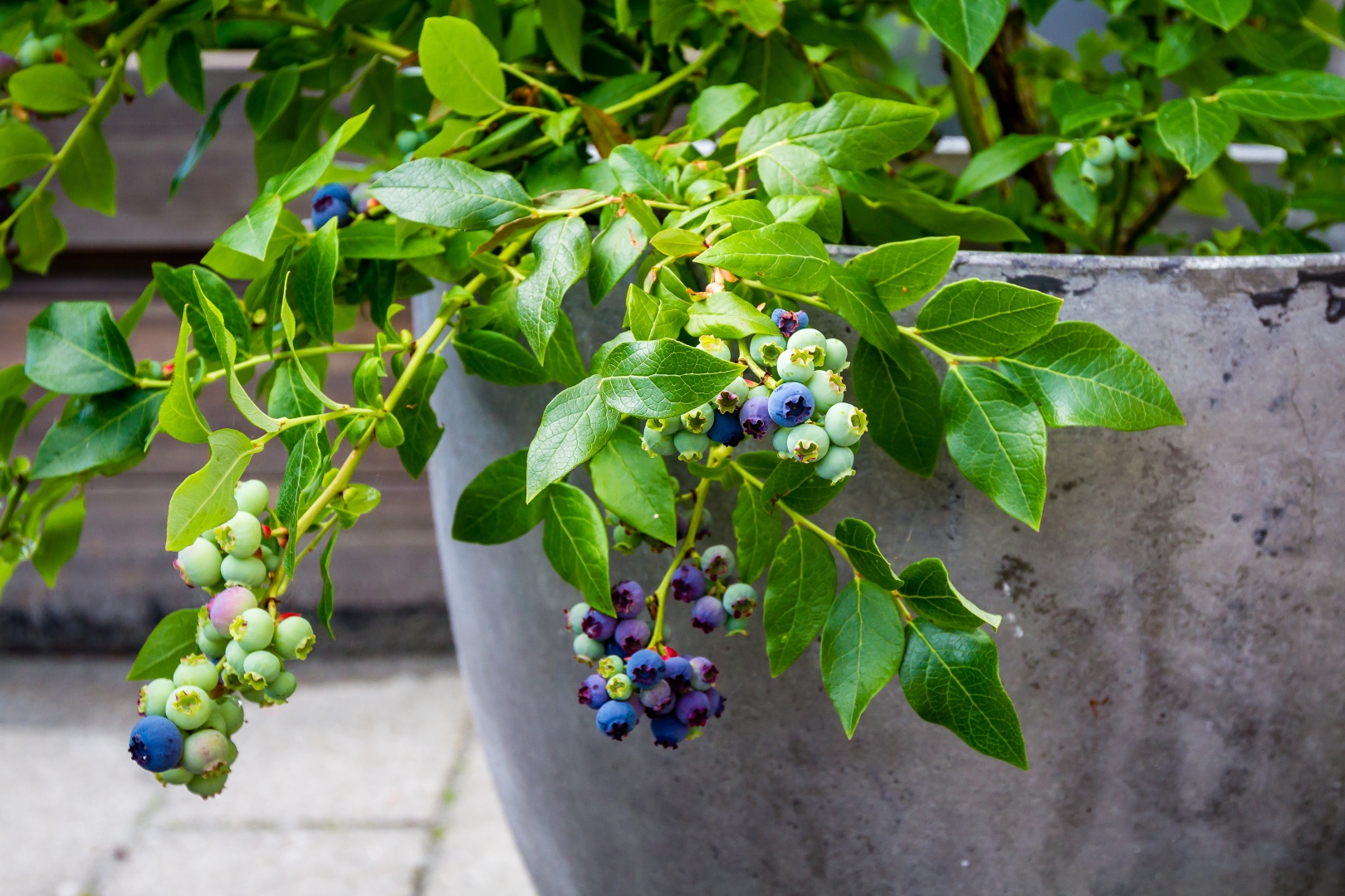 shutterstock_452298469_20181214091908