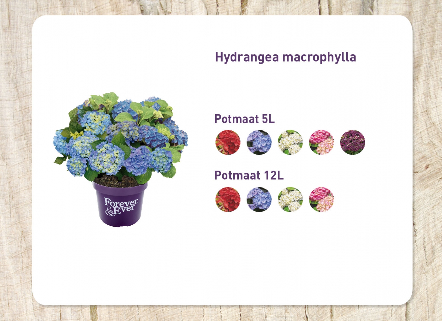 boerenhortensia_20171020133157