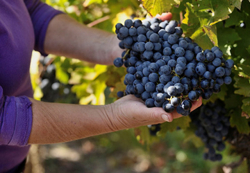 360-250-i_20190520125631