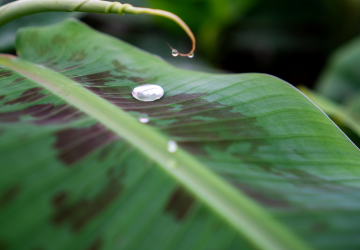 123 planten - 5_20241121154119035