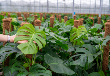 123 planten - 4_20241121154109315